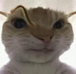 Agua Cerveza Coca Cola Fanta Taronja