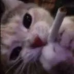 eawape obama dih🥀