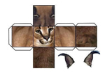 duke