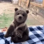 posel-naxui-medved-prosto-posel-naxui_hdKVaKa0