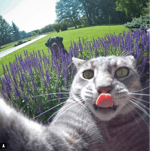 شافي طرشوله - Sound