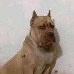 ADRIANA SALTE EXAGERAO