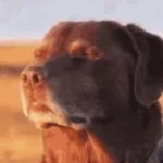 Bro's cooked - Sound