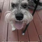 Mini shield Big shield