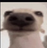 caauraitetaitcocasse