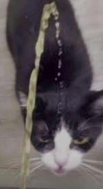 there is a zombies on your lawn in low quality