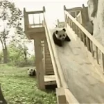 I’m a Panda funk