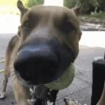 dragon-studio-dog-bark-sfx-450453