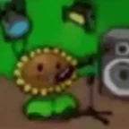 Girasol cantando la vi moviendo la cola