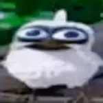 Bird Screaming Meme earape