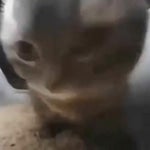 Chipi Chipi Chapa Chapa