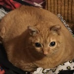 peter falls and hurts his knee