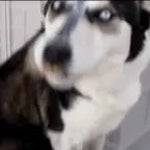pavlov milky