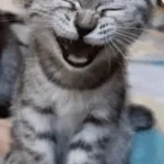 Cat Laughing At You