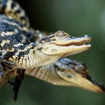 Baby alligators 3