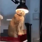 Orange get back to work