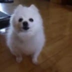 Gabe the Dog bit chrush