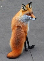 Cackwell moans cutely 1