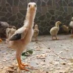 Recording 08/18/25 11:09:08