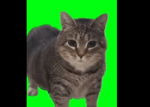 Oia oia cat titanic meme