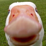 no more saying cuss words, guys!!!!