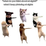 mojeyang mo joyayayaya