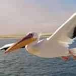 Pelican 2
