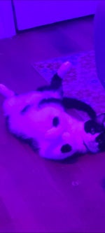 LoFi Dabs after Dusk