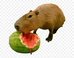 capybara