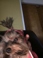 Goofy ahh Carmen Winston