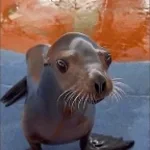 seal