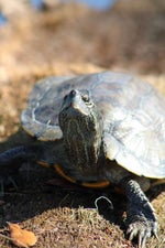 peter the horse is here