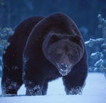 forthekerminator - Sound