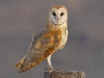Barn owl 1