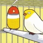 BIRDS FUNK