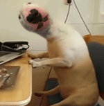cursed scream