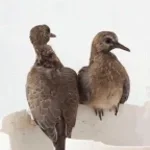 Pigeon Sound 2