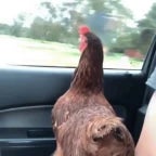 tuff chicken jockey phonk