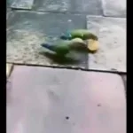 basketball explosion