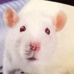 Recording 03/11/26 20:01:57