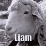 Liam E kitten?