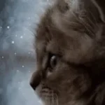Whats wrong kitten