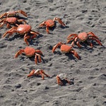 Crab Rave