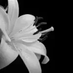 nur eine chance (copy)