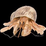 Demoman Me Bottle of Scrampy