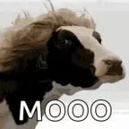 moooooo