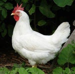 jadymy na kury - Sound