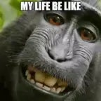 Monkey Sound Effect ProSoundss