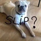 T'as pas mis de slip Carlos le chien