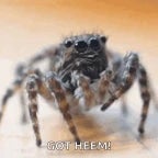 The Giant Enemy Spider